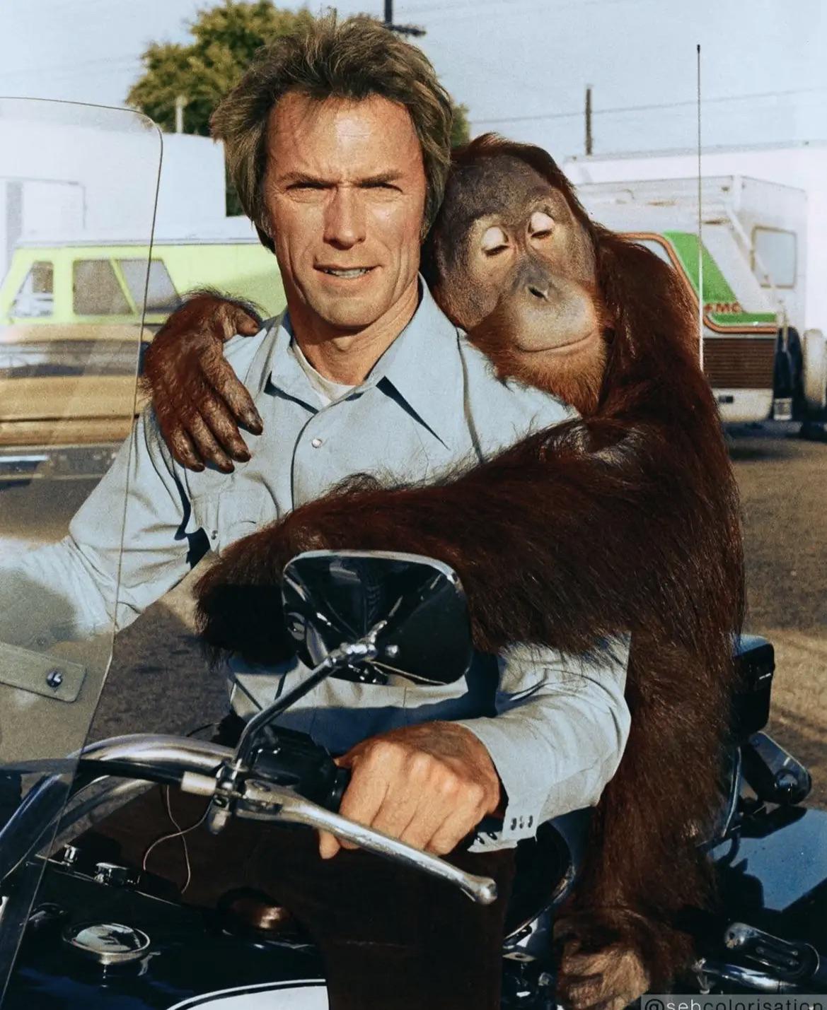 Manis the Orangutan